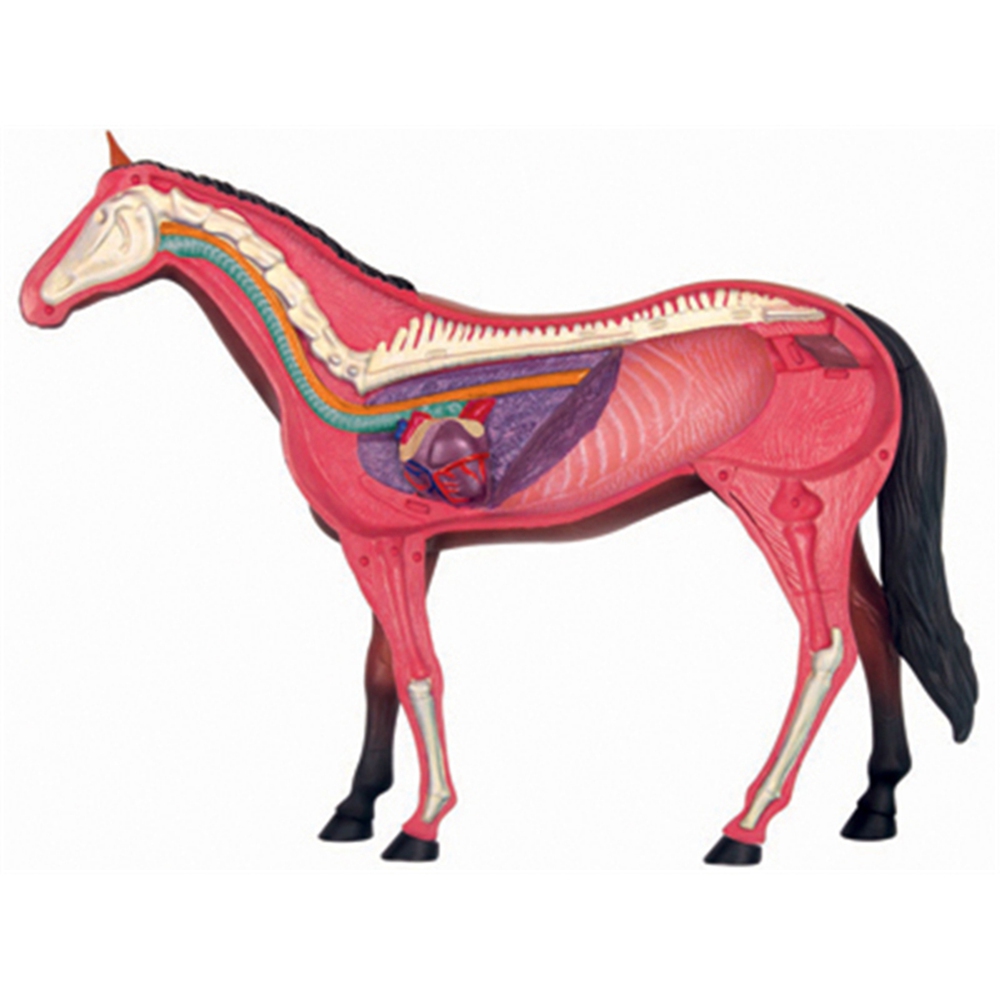 نموذج تشريح الجهاز الحيواني 4D - مراجعة Science Toys Diy وسعره